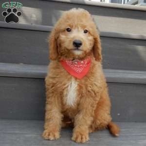 Sparky, Mini Goldendoodle Puppy